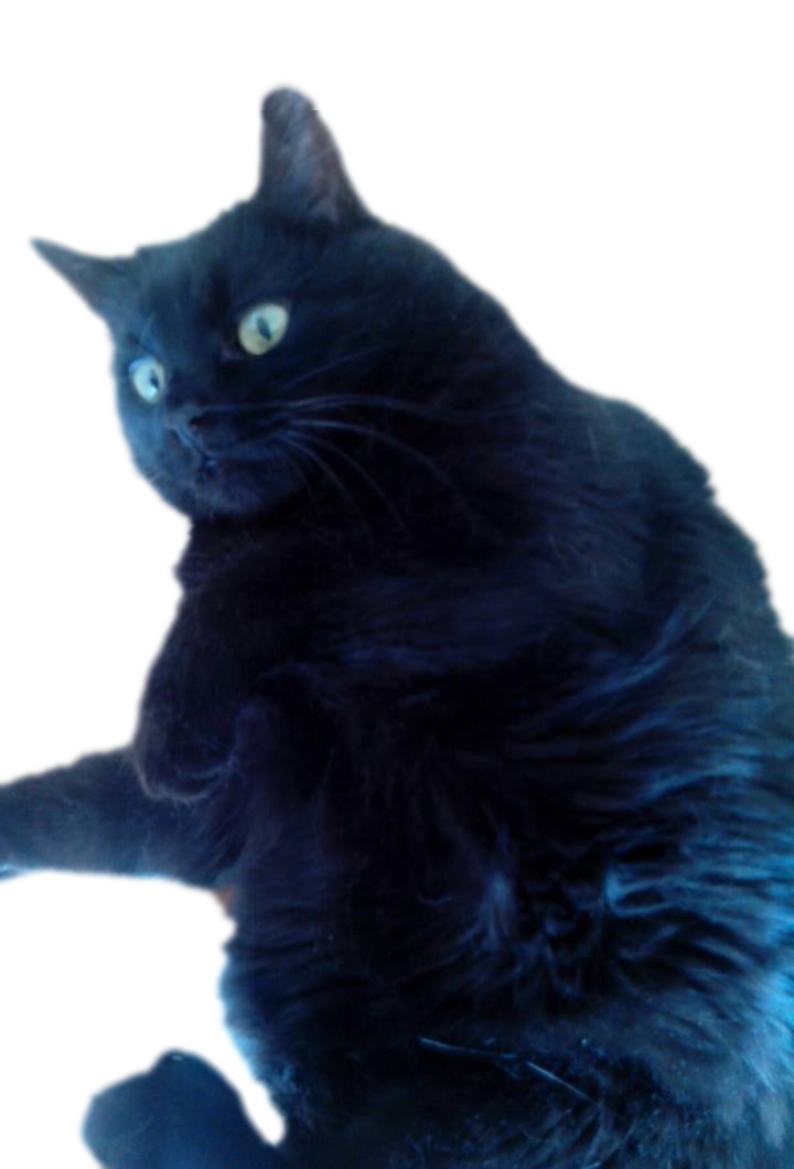 My cat lily in an awkward pose