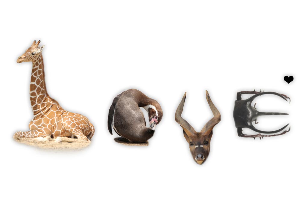 zoo tierburstaben tiertypo liebe